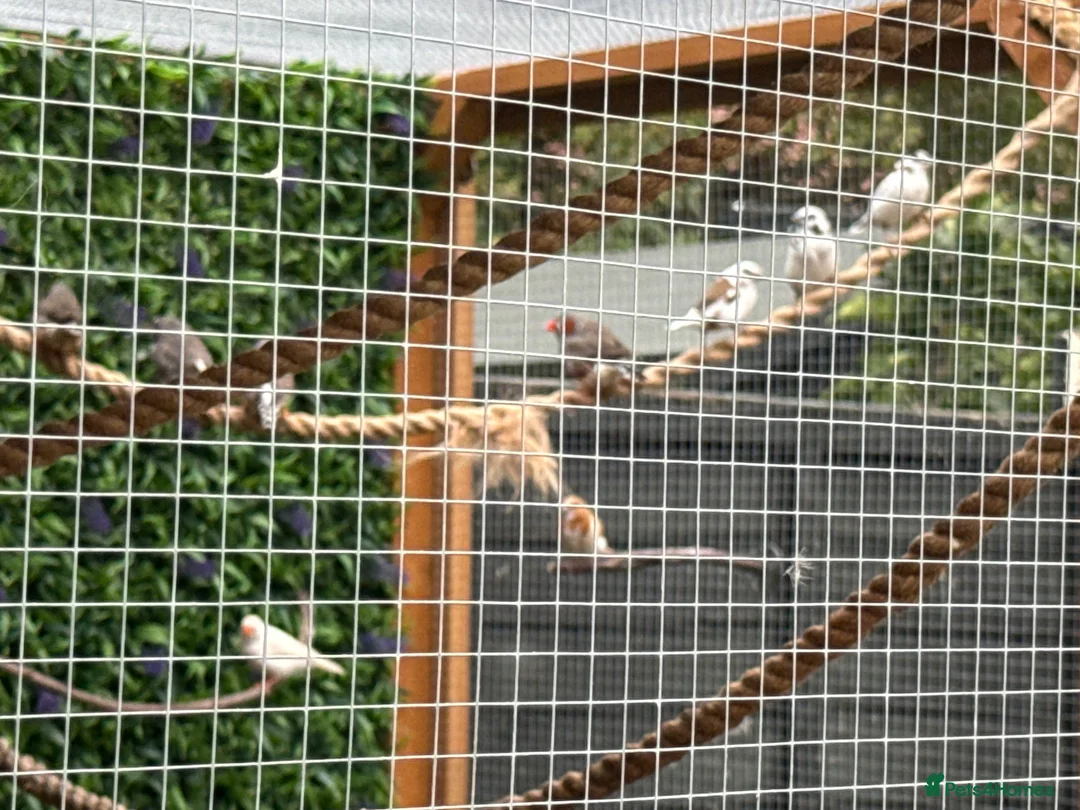 Finches birds for sale: 18 finches zebra bengals star finch parrot gauldia - Advert 1