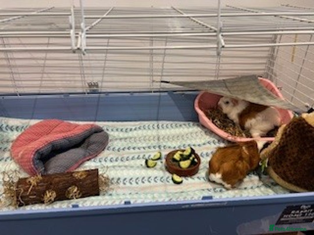 Guinea Pig rodents for sale: Pair of Female Guinea Pigs with cage - Image 14