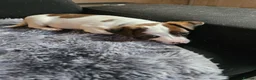 Jack Russell dogs for sale: Jack russel puppies in Leeds - Advert 20