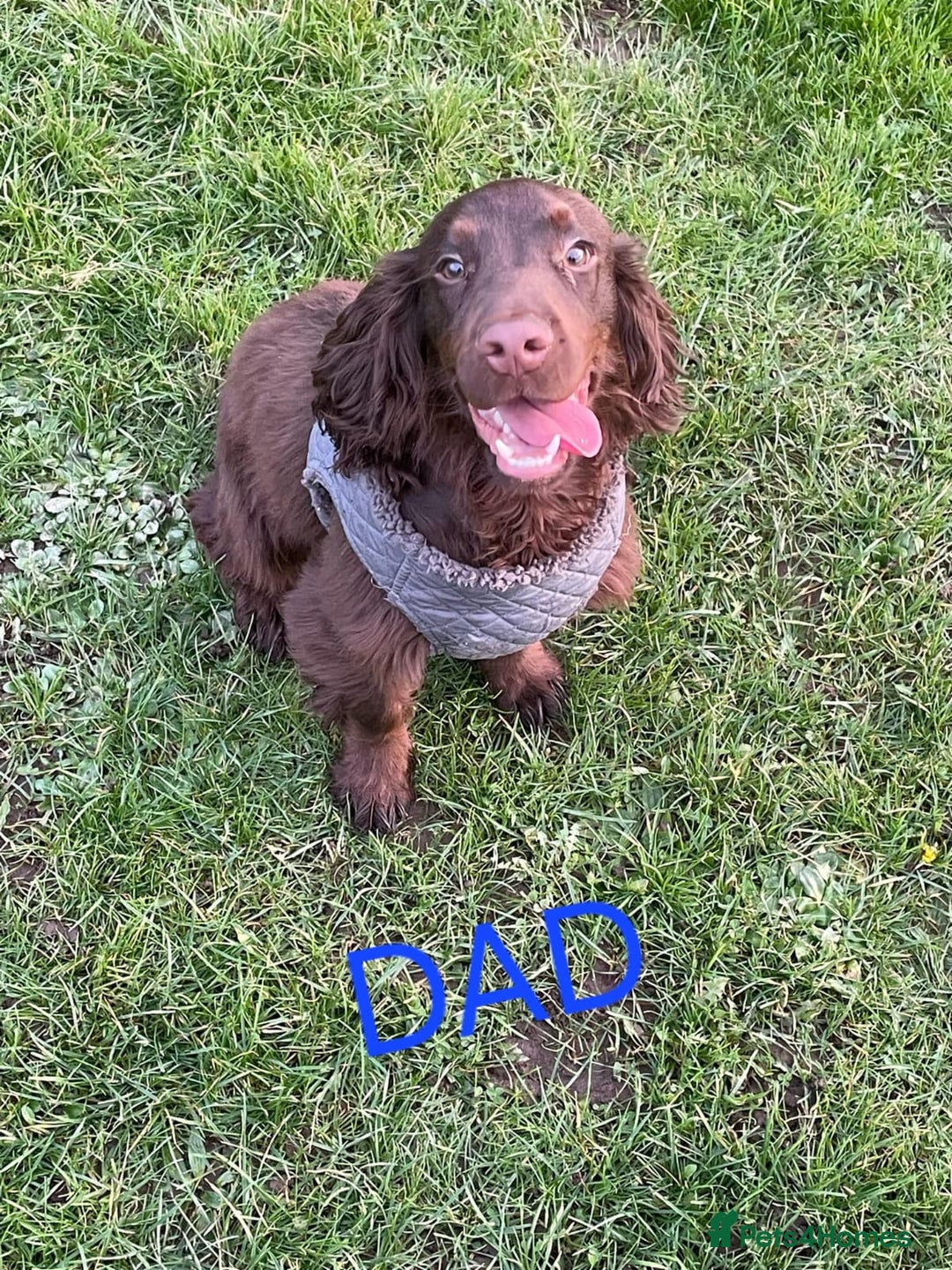 Mixed Breed dogs for sale: RARE!!!!! Siberian Cocker Puppy. - Advert 3