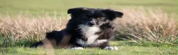 Miniature American Shepherd dogs for sale: Sport/show prospect, RKC Registered, Health Tested - Advert 5