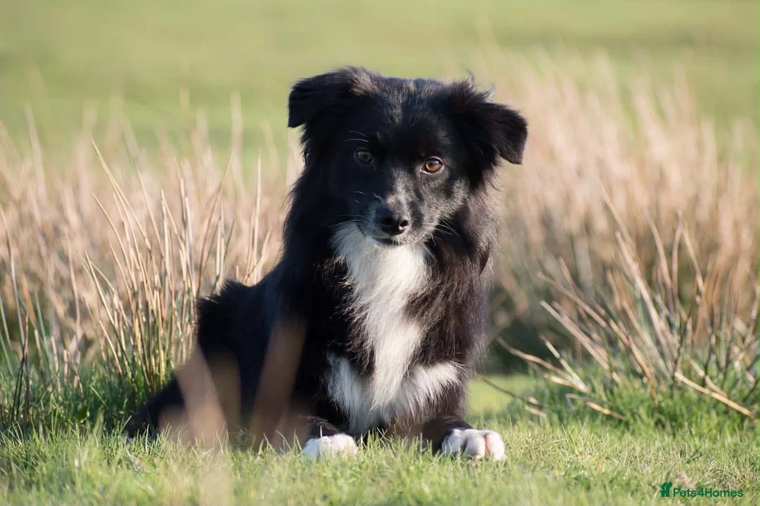 Miniature American Shepherd dogs for sale: Sport/show prospect, RKC Registered, Health Tested - Advert 5