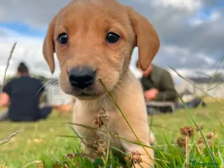 Labrador Retriever dogs Labrador puppies ready to leave - Advert 1