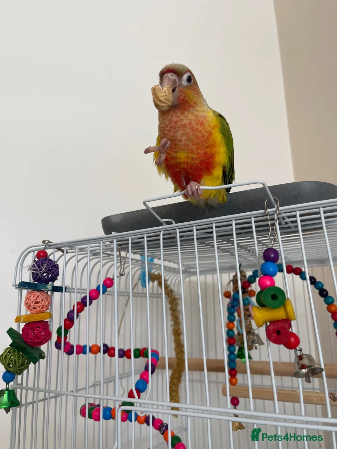 Conures birds for sale: Conure in Romford - Advert 7