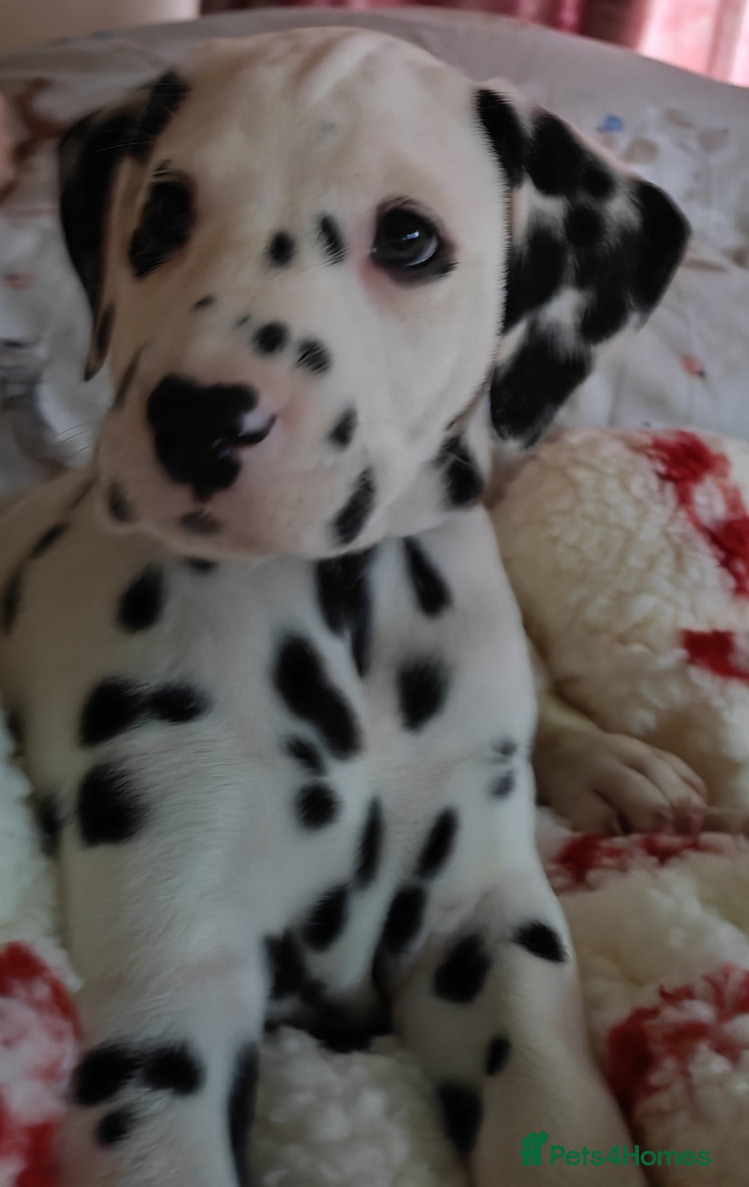 Dalmatian dogs for sale: Ready now - Champion Boys in the making!! - Advert 40