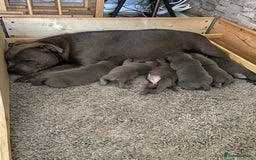 Staffordshire Bull Terrier dogs for sale: solid blues - Image 8