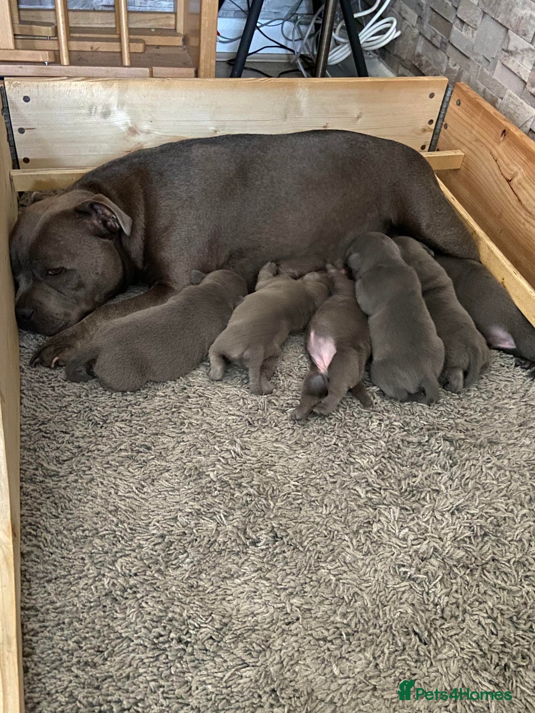 Staffordshire Bull Terrier dogs for sale: solid blues - Image 8