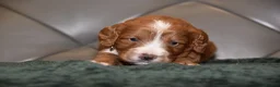 Cockapoo dogs for sale: F1 Toy Cockapoo Puppies Fully Health Tested - Advert 7