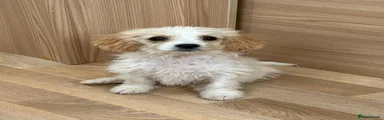 Cavapoo Puppy 2