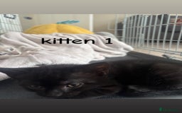 British Shorthair cats for sale: 2 British shorthair 1 British longhair kittens - Image 2