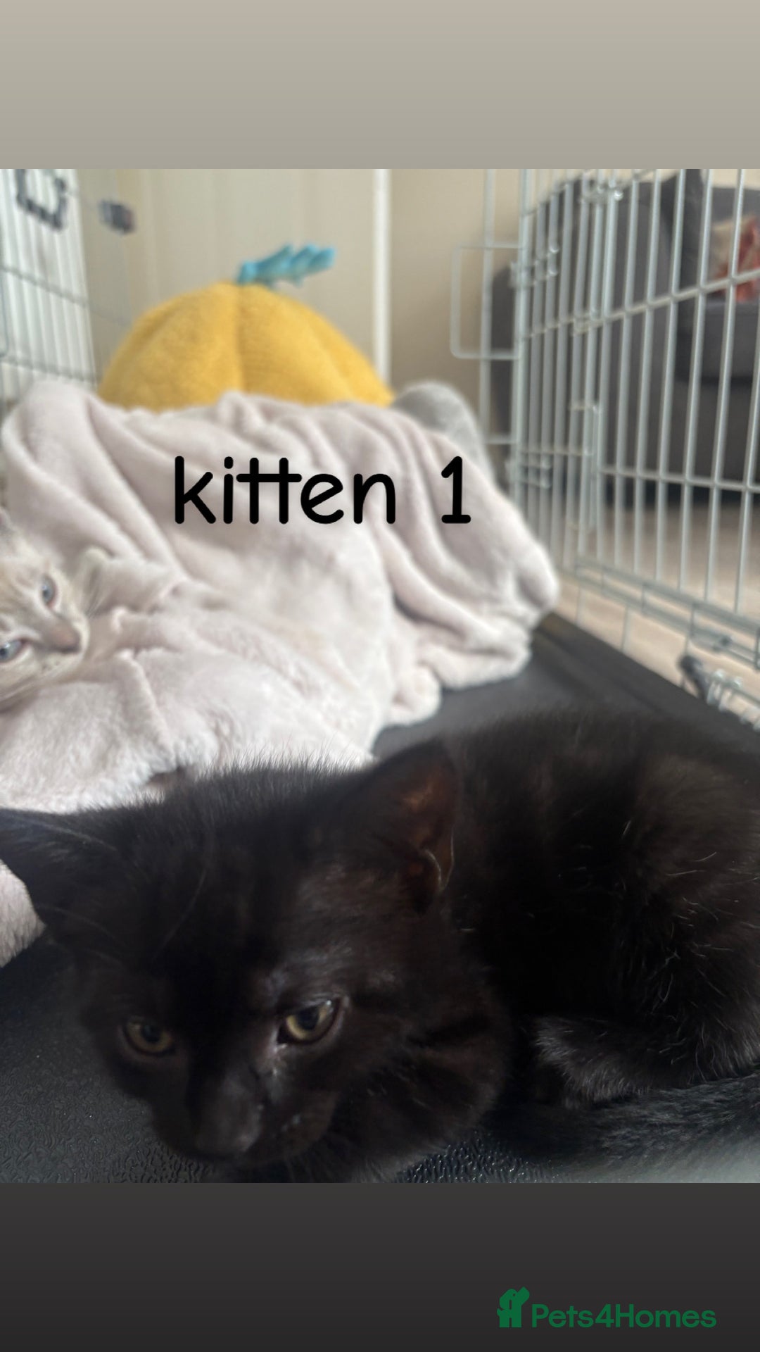 British Shorthair cats for sale: 2 British shorthair 1 British longhair kittens - Image 2