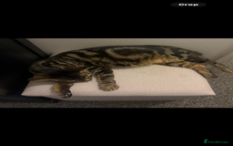 Mixed Breed cats for sale: Beautiful playful female kitten - Image 5