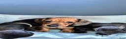 Miniature Dachshund dogs for sale: MINIATURE dachshund puppies UNIQUE fur patterns - Advert 8