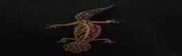 Leopard Gecko reptiles for sale: Normal morph female Leopard Gecko  - Advert 2