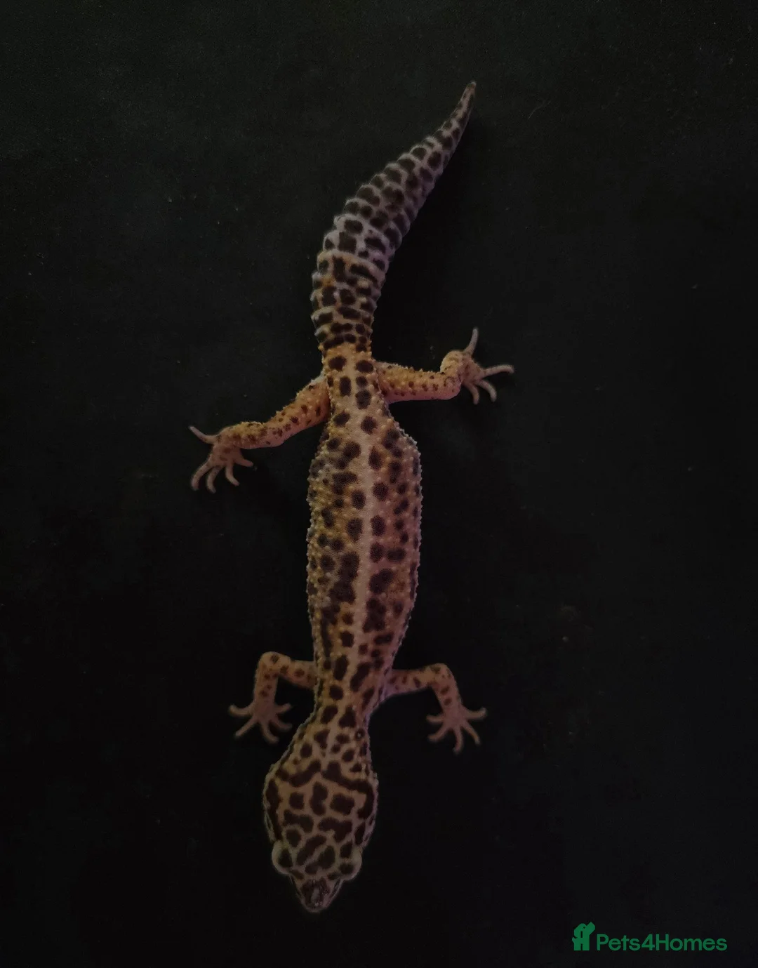 Leopard Gecko reptiles for sale: Normal morph female Leopard Gecko  - Advert 2
