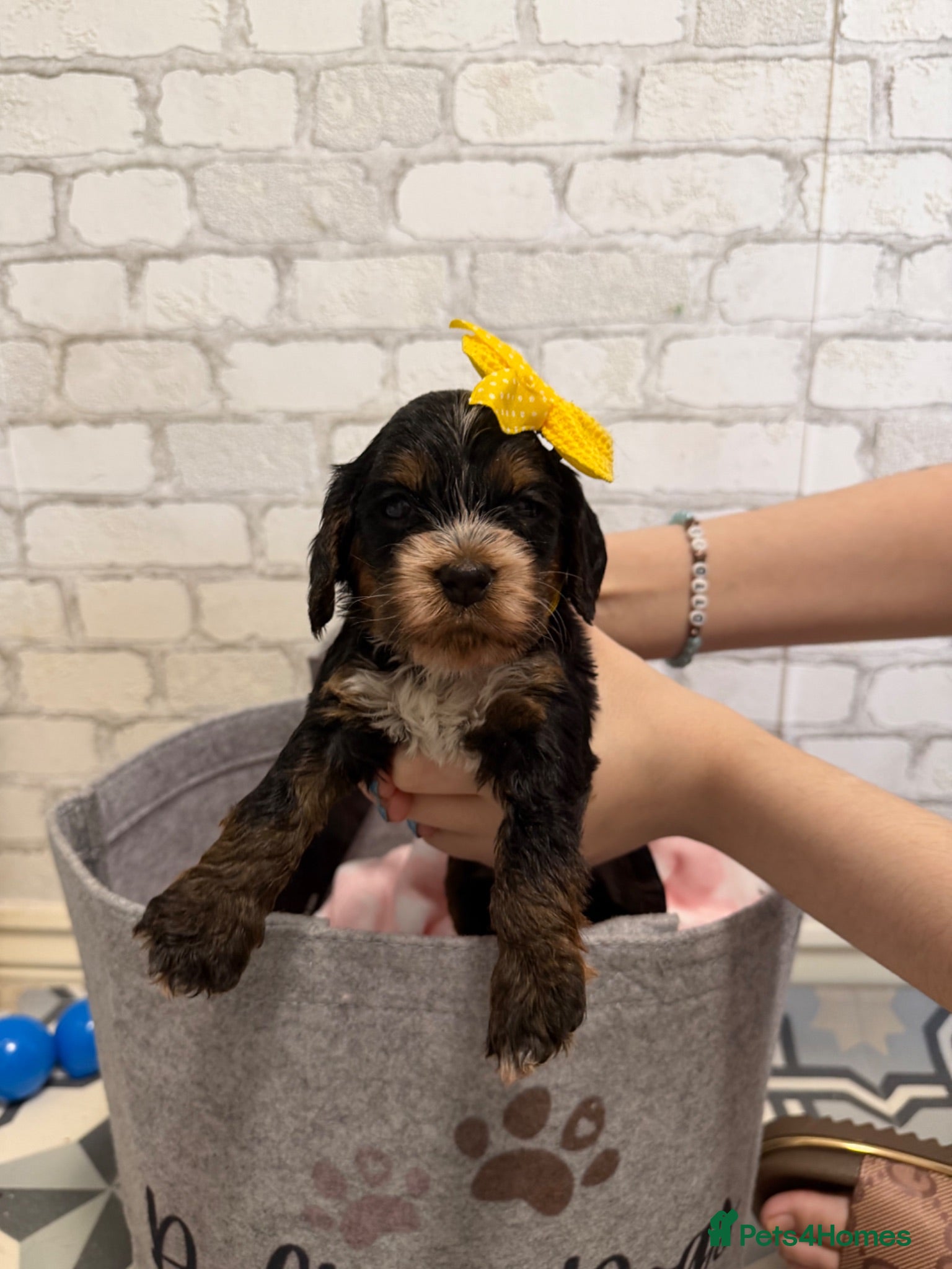 Cockapoo dogs F1B cockapoo puppies from my chocolate girl  - Advert 11