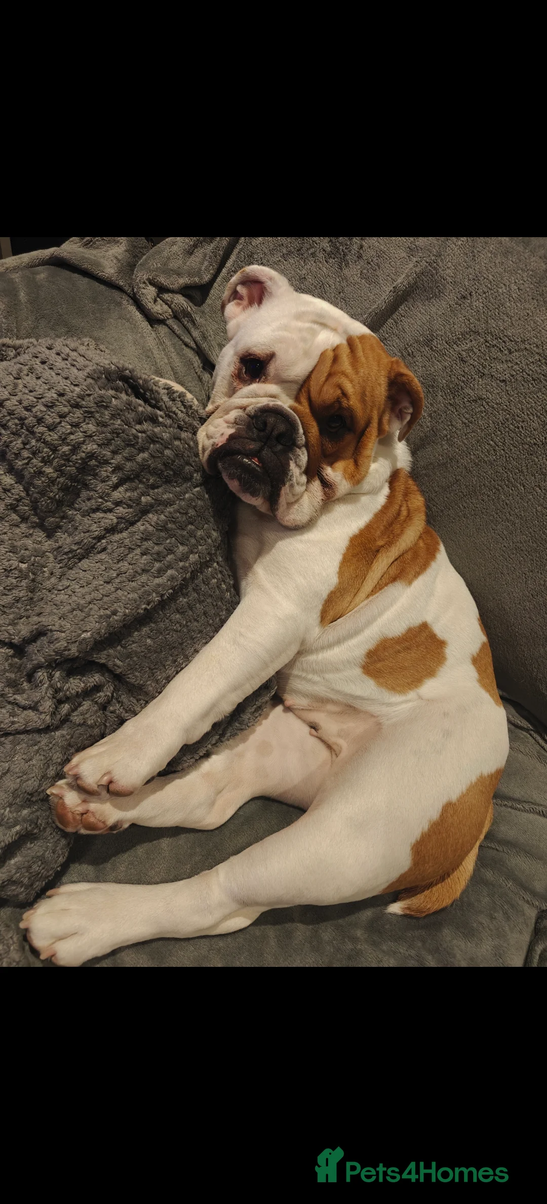 English Bulldog dogs for sale: British Bulldog - Advert 4