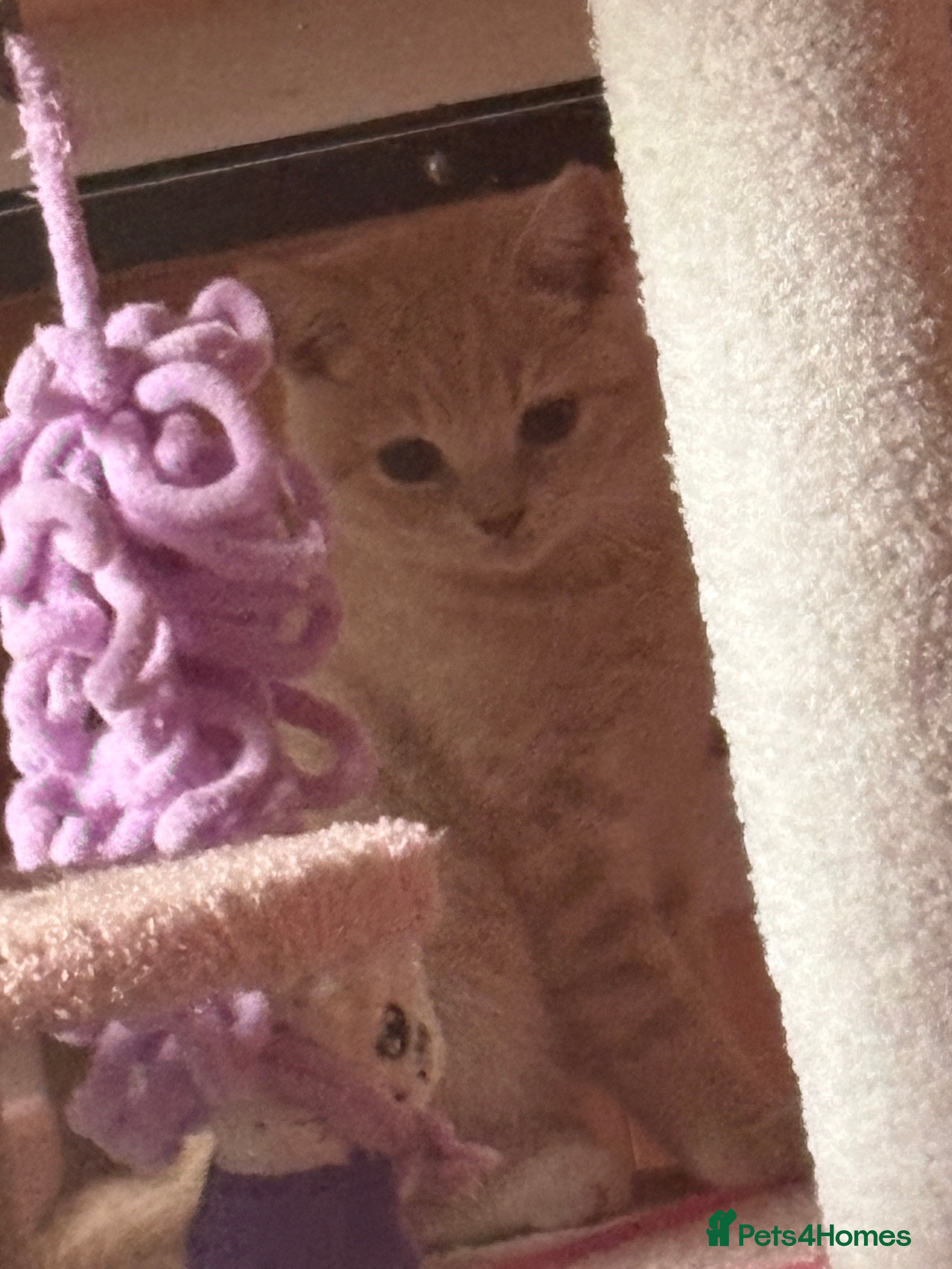 British Shorthair cats Muffin - Male Solid cream British Shorthair - Advert 2