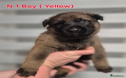 German Shepherd dogs for sale: German Shepherd  - Image 4