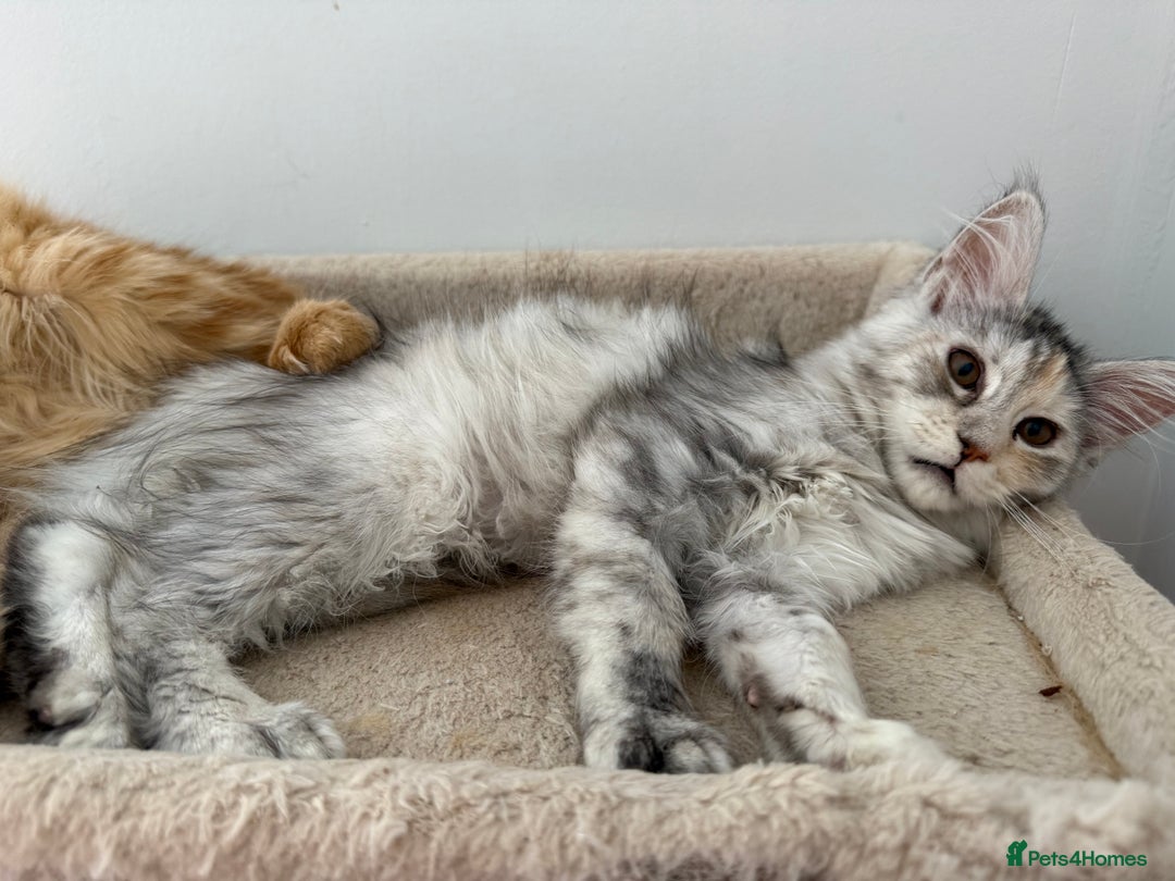 Maine Coon cats for sale: Gorgeous white and silver/torie female Maine coon - Image 3