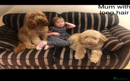 Goldendoodle dogs for sale: Golden doodles f1b - Advert 5