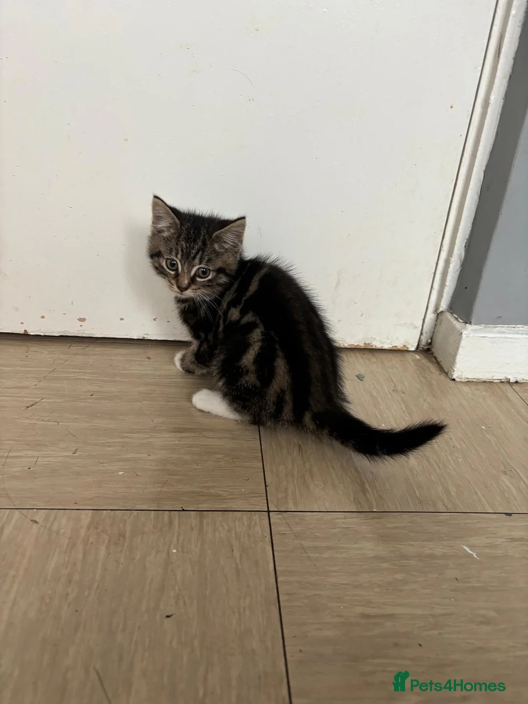 Domestic Shorthair cats for sale: One male, one female  - Advert 2