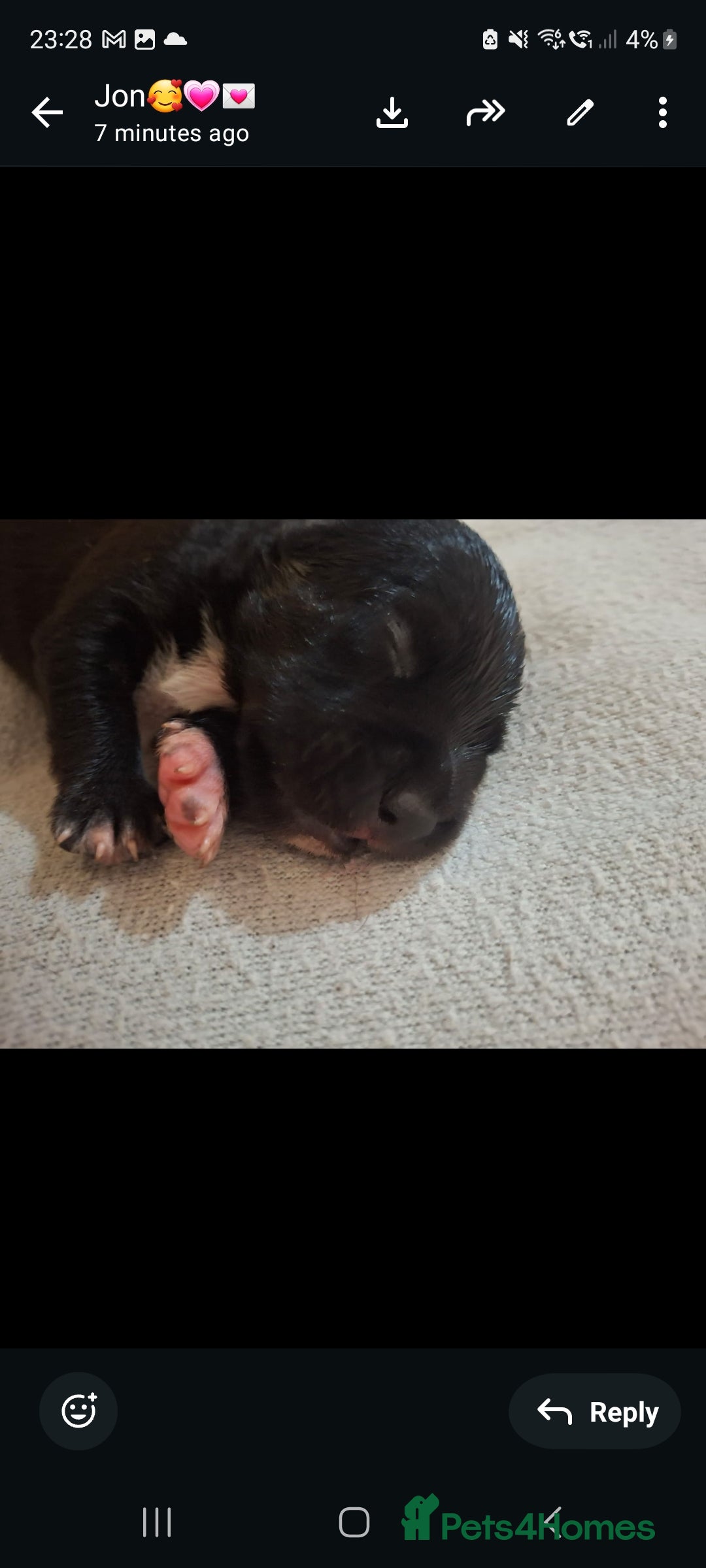 Staffordshire Bull Terrier dogs Beautiful Staffordshire bull terrier pups ❤️🐶 - Advert 2