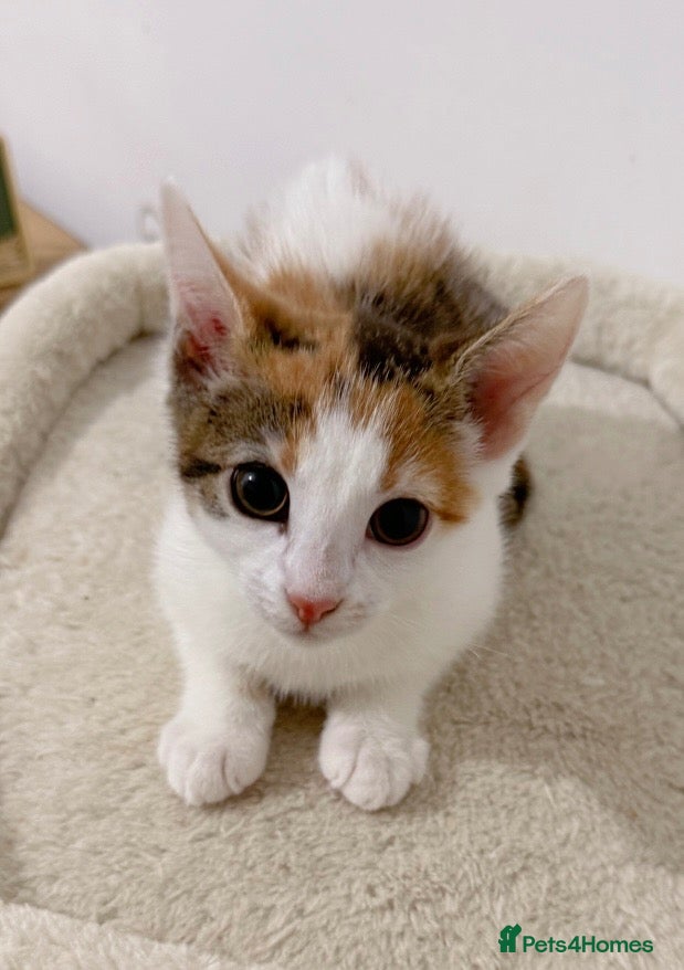 Mixed Breed cats Moti, female Calico kitten  - Advert 1