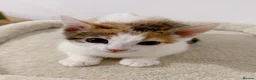 Mixed Breed cats for sale: Moti, female Calico kitten  - Advert 1