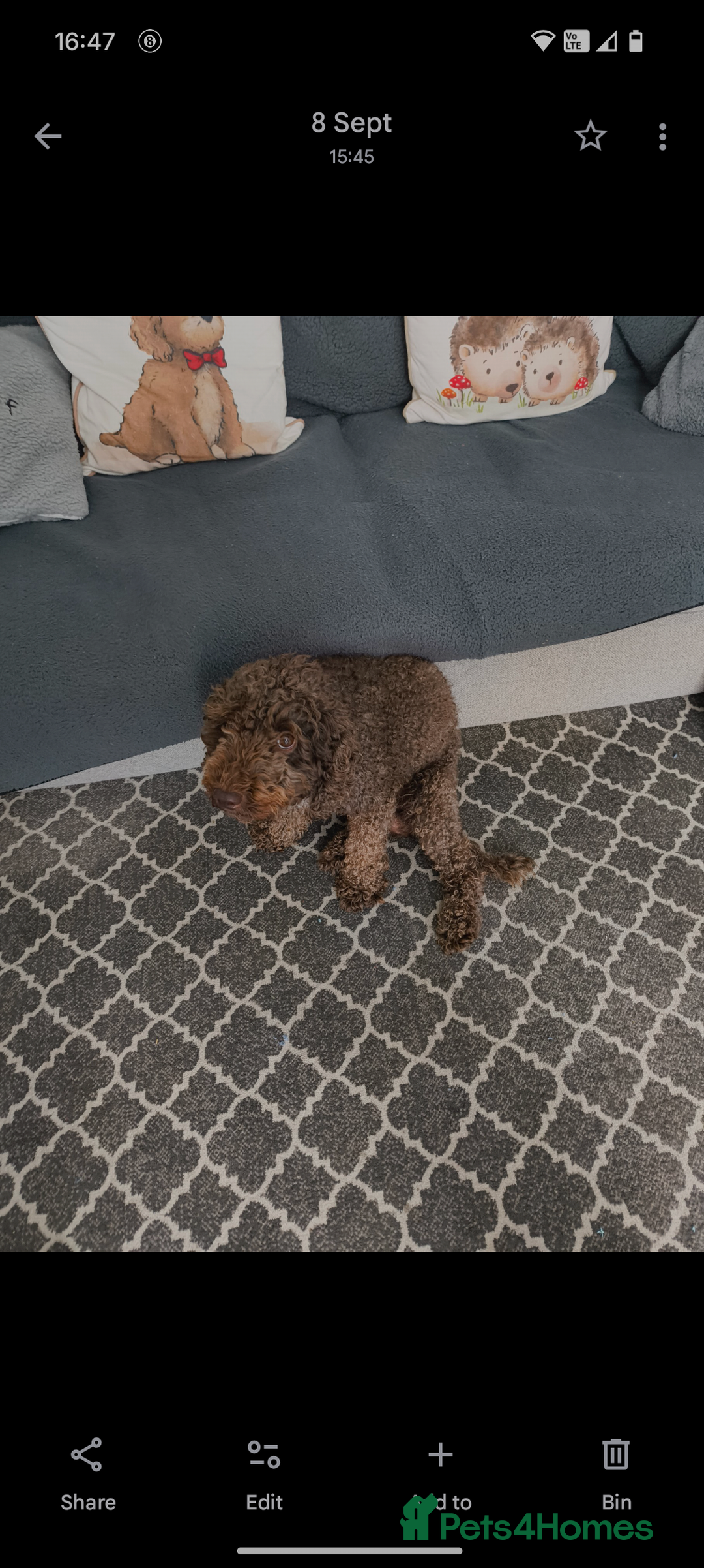 Cockapoo dogs for sale: Cockapoo  - Image 5