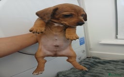 Chiweenie dogs for sale: Ready now 7 xsmall chiweenies fur babies  - Image 10