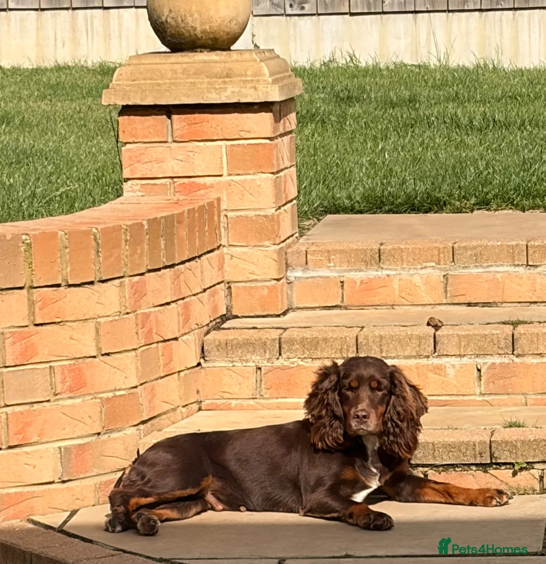 Cockapoo dogs for sale: Beautiful F1 Cockapoo puppies! 1 girl remaining - Advert 1