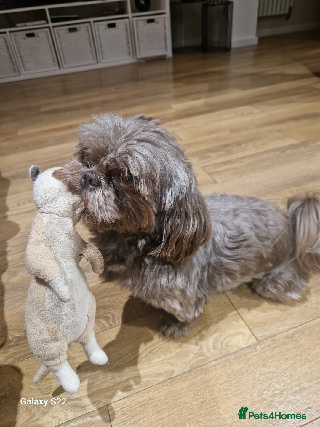 Shih Tzu dogs for stud: KC Karashishi Imperial Chocolate/Lavender Stud in Derby - Advert 10