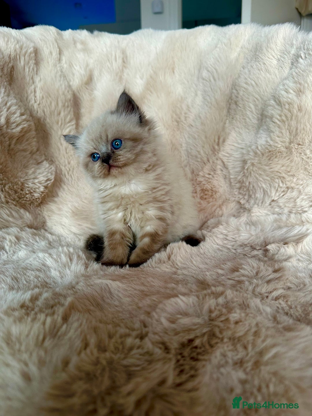 Persian cats for sale: 🐾 Beautiful Himalayan Persian Kittens 🐾 - Image 4