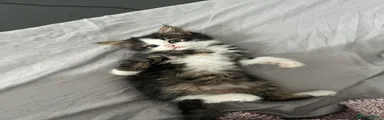 British Longhair 2