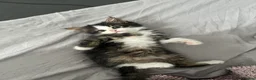 British Longhair cats for sale: 2 British longhair kittens for sale  - Advert 3