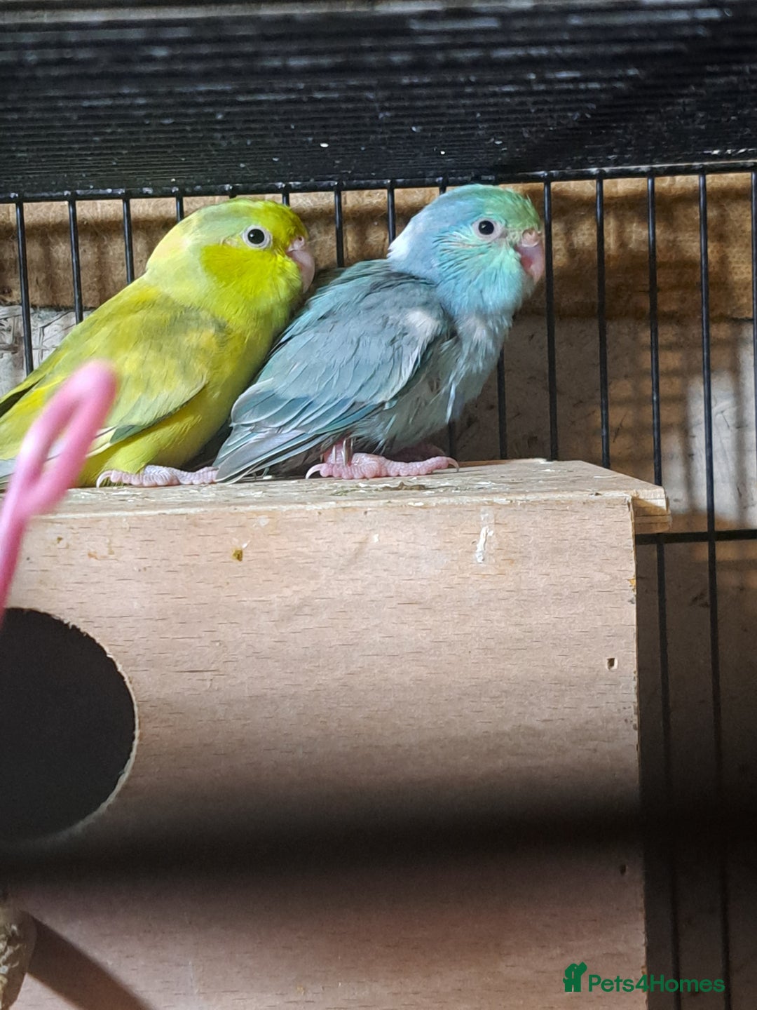 Parrots birds for sale: Three young parrolets  - Advert 3