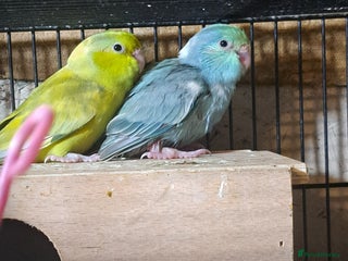 Parrots birds Two young hen parrolets - Advert 2