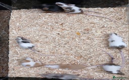 Mouse rodents for sale: Baby Fancy Coloured Mice  - Image 7