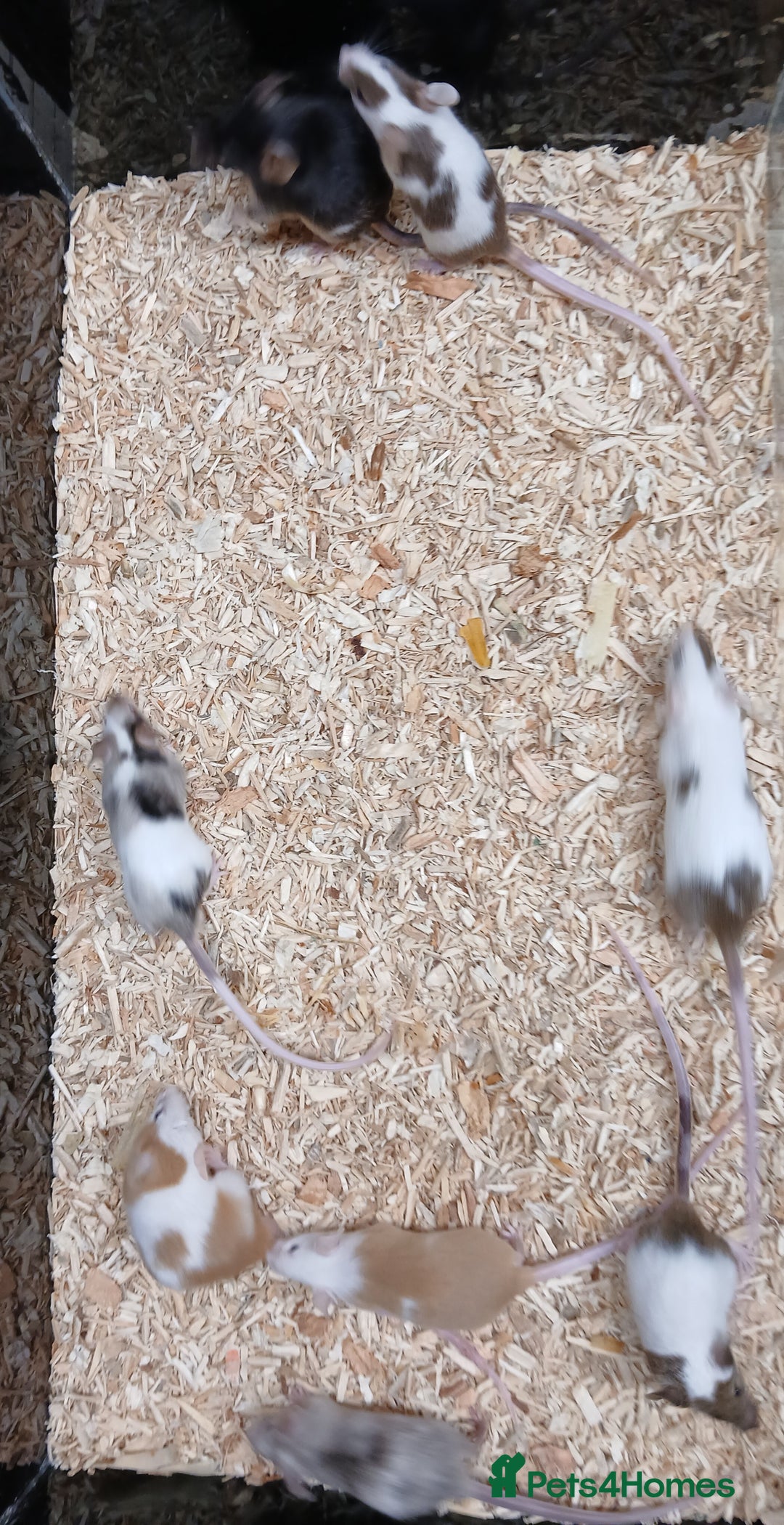 Mouse rodents for sale: Baby Fancy Coloured Mice  - Image 7
