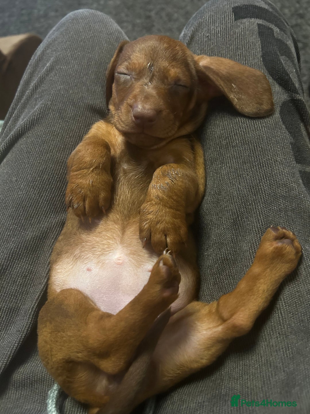 Dachshund dogs for sale: STUNNING KC REG STANDARD DACHSHUNDS  - Advert 3