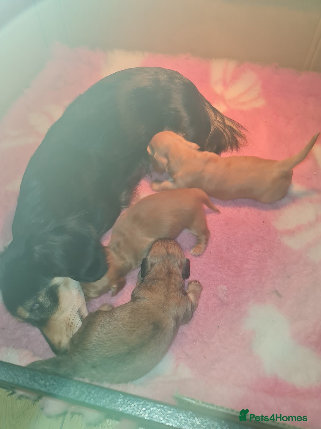 Miniature Dachshund dogs for sale: Miniature log haired - Advert 7