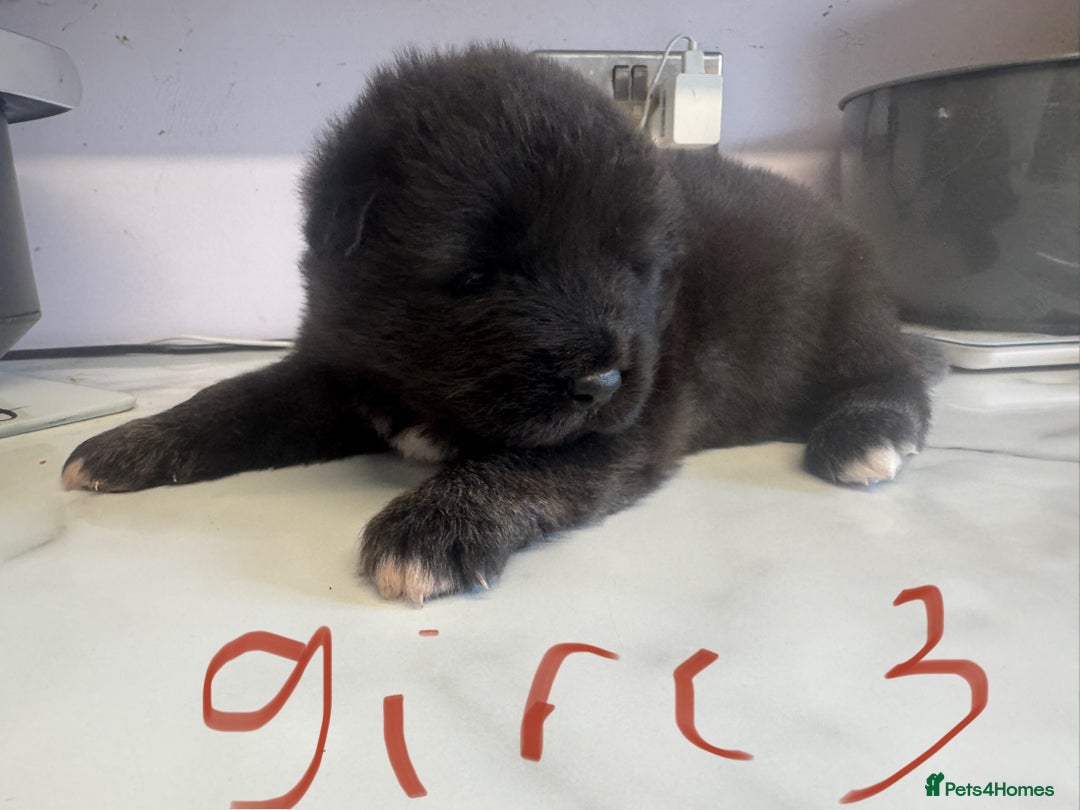 Akita dogs for sale: Bear face American akita puppy for sale  - Image 9