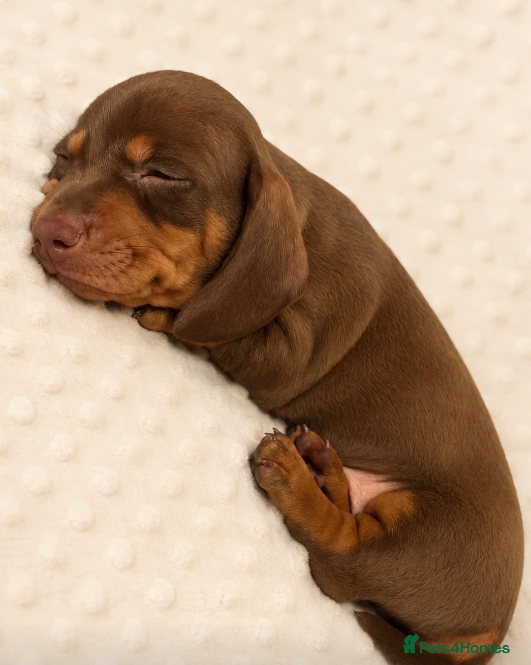 Dachshund dogs Boys boys boys 💙💙💙💙 - Advert 18