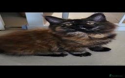 Maine Coon cats for sale: ⭐️⭐️LAST MAINECOON BABY LEFT.⭐️⭐️ in Southampton - Image 4