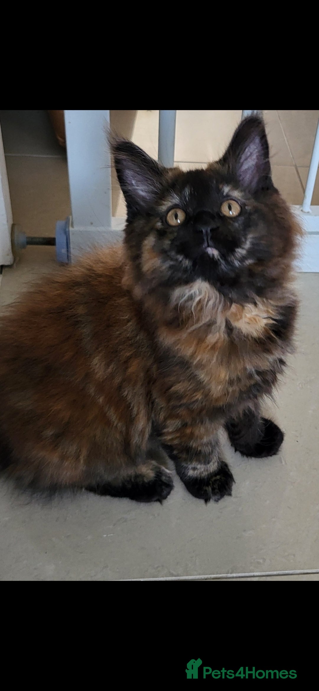 Maine Coon cats for sale: ⭐️⭐️LAST MAINECOON BABY LEFT.⭐️⭐️ in Southampton - Image 4