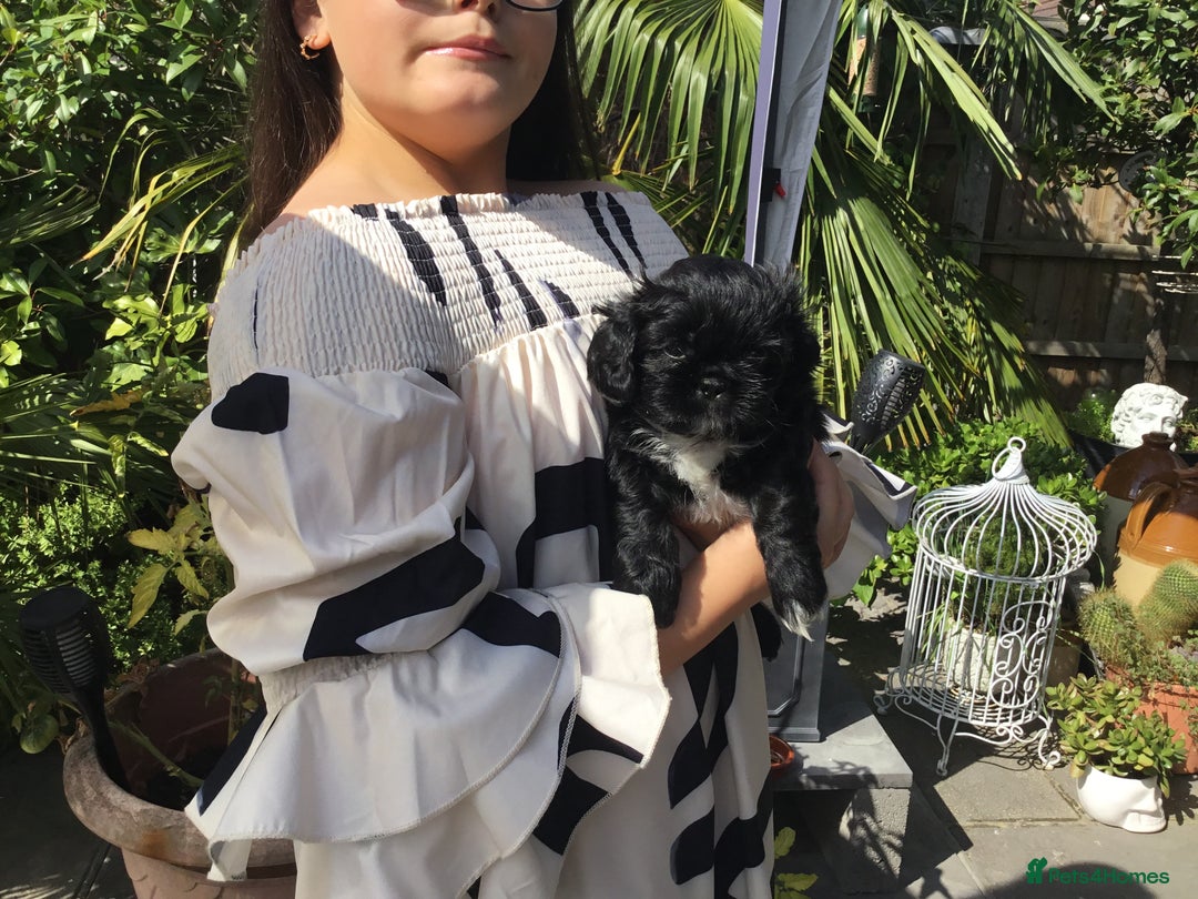 Shih Tzu dogs for sale: Tiny Imperial Shihtzu  Puppies  - Image 22