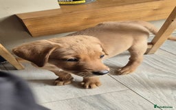 Labrador Retriever dogs for sale: Top quality KC registered labrador pups  - Image 7