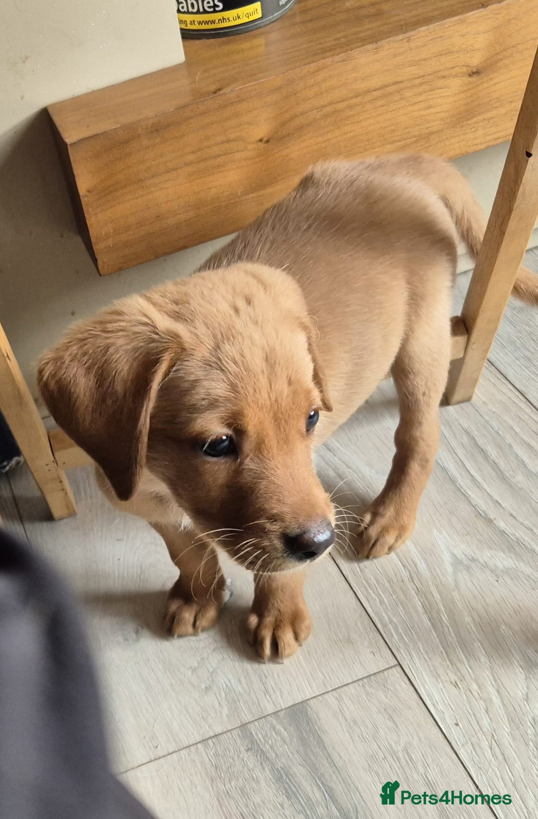 Labrador Retriever dogs for sale: Top quality KC registered labrador pups  - Image 7