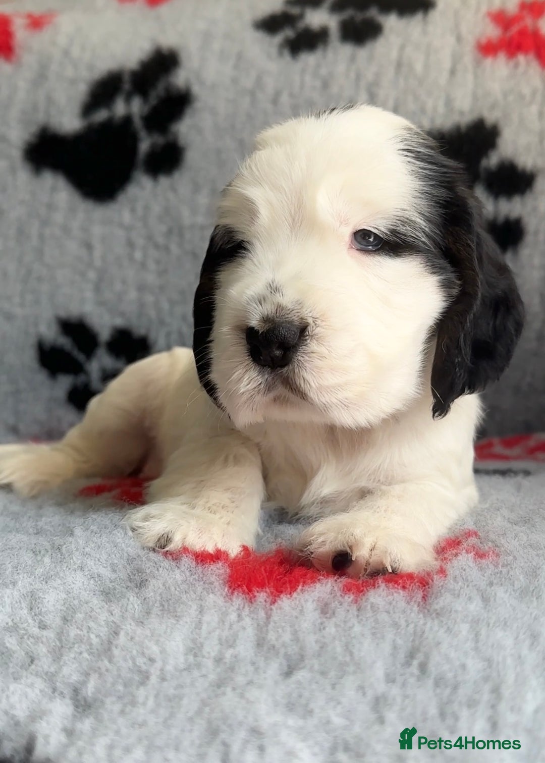 Cocker Spaniel dogs for sale: Show Cocker Puppies (KC Reg, AMS, PRA & FN CLEAR) - Image 26